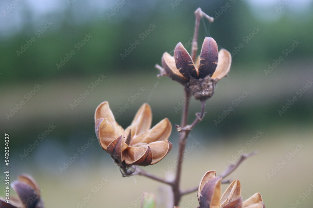 Wall mural Creep myrtle dried open seed pod