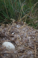 Goose nest in the grass