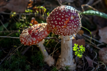 Amanita in the autumn forest. Amanita with a white leg and a red cap grows among fallen leaves, side view Amanita grows, close-up.