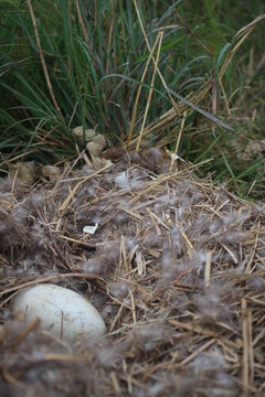 Goose Nest In The Grass