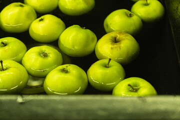 Green ripe apples floating in the water. Washing fruits from the ochard