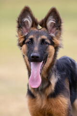 Puppy German Shepherd