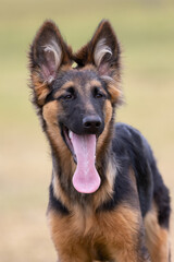 Puppy German Shepherd