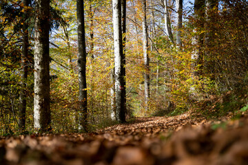 Forest landscape in autumn: Colorful leaves, sunbeams and positive atmosphere