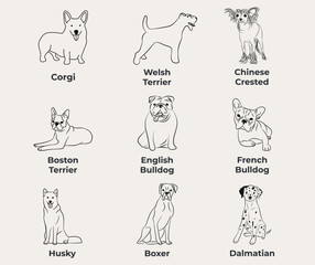 Dog Line Drawing, line art, one color, black and white, vector isolated illustration in black color on white background. Corgi, Welsh Terrier, Boston Terrier, English Bulldog, Bulldog,Husky, Dalmatian