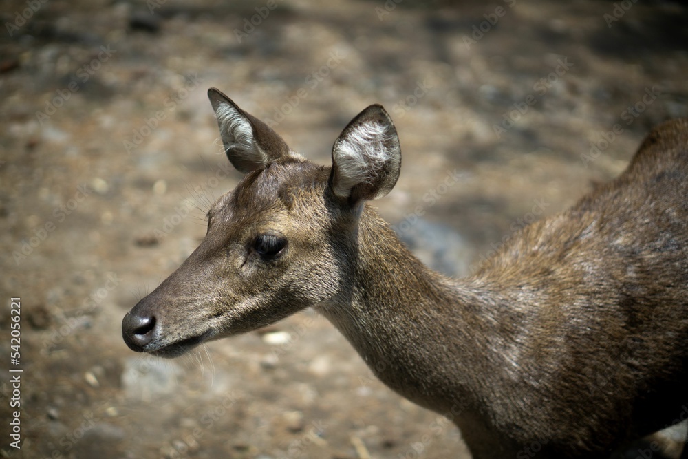 Sticker Young impala (Aepyceros melampus) on a blurred background