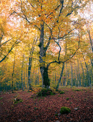 Obraz premium l'autunno si affaccia sui boschi del parco del Sirente Velino, con la parete nord del monte Sirente a fare da sfondo