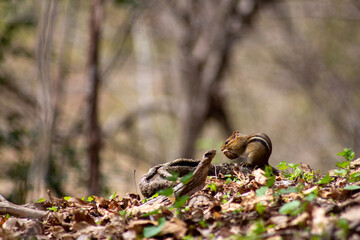 Eastern Chipmunk sitting on the forest floor