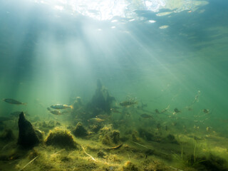 Fototapeta na wymiar Underwater trees and perch swimming at lake with sunrays