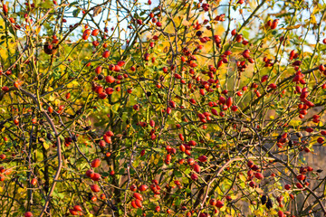 Red little Rose Hips. Rose Hips in the bushes.