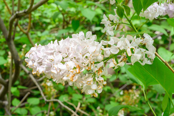 Blooming spring flowers. Beautiful flowering flowers of lilac tree. Spring concept. The branches of lilac on a tree in a garden.