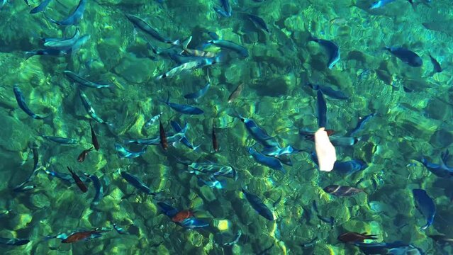 Wild coastal fish feeding on a piece of bread.