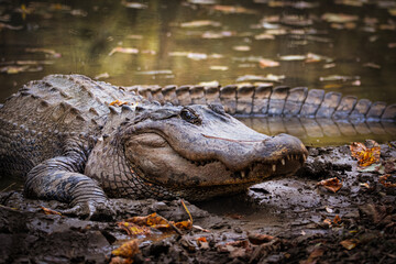 Gator dozing on a fall afternoon