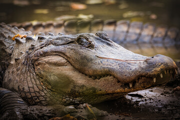 Gator dozing on a fall afternoon