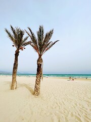 Palm trees on a beach