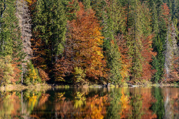 Beautiful calm Synevyr lake autumn landscape with red yellow brown trees, pines with cones on a sunny day. Ukraine