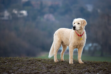 golden retriever running on the park