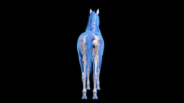 3d rendered medical animation of the equine skeleton