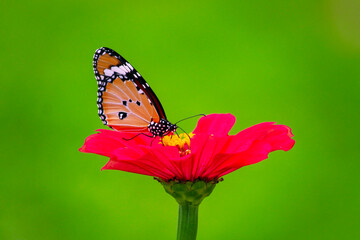 Monarch Butterfly pollination and perching nectar on a red flower thithonia mexican sunflower, Danaus plexippus