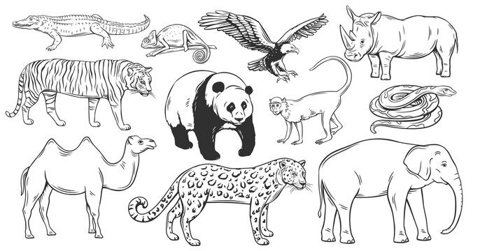 Asian animals outline icons set vector illustration. Line hand drawn wildlife collection of Asia, zoo and wild animals from tropical jungle, panda tiger rhinoceros macaque camel leopard elephant