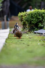 Vertical shot of brown ducks walking in the park