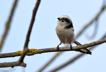 Long-tailed tit // Schwanzmeise (Aegithalos caudatus) - Wuppertal, Germany
