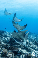 Eagle rays