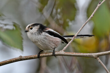 Schwanzmeise // Long-tailed tit (Aegithalos caudatus) - Germany