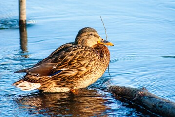 Closeup shot of a mallard duck in a lake in Belarus