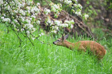 Beautiful shot of a deer in a green field during the day