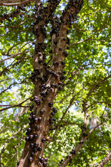 Obraz premium Fruit exotic. Jabuticaba ready to be harvested. Jaboticaba is the native Brazilian grape tree. Species Plinia cauliflora. Typical summer fruit. Gastronomy.
