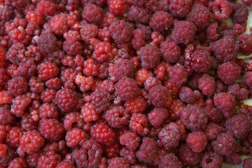 Raspberries. Fresh juicy raspberries bright background. Healthy food concept