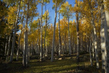 Aspens Near Johnson Reservoir, Utah