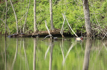 reeds in the water