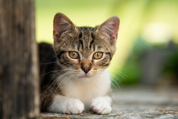 Tabby kitten lying on a terrace