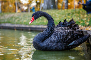Obraz premium a black swan swims on a lake with yellow leaves on a beautiful autumn, sunny day. the bird is cleaning its feathers