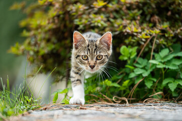 Tabby kitten in a summer garden - 542062851