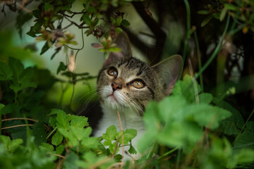 Tabby kitten under a bush - 542062894