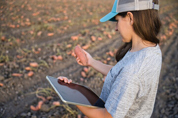 Young farmer agronomist woman inspecting and quality control over organic sweet potatoe. .Farmer...