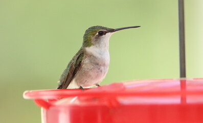 hummingbird