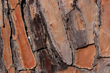 Natural abstract background. Detail of maritime pine bark. Warm colors, brown tones.