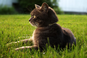Katze 