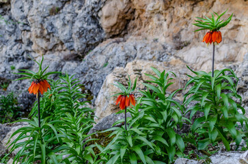 inverted tulip that grows in nature.