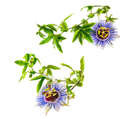 Passiflora (passionflower) isolated from background