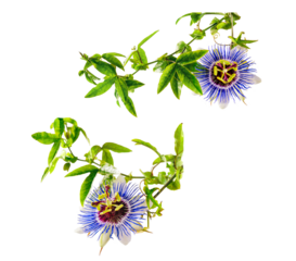 Passiflora (passionflower) isolated from background