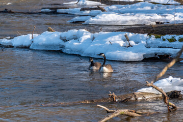 Canada Geese On Fox River In Wisconsin In Early March © Barbara
