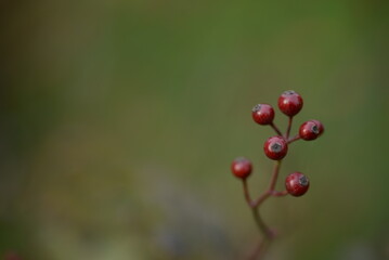 small red rose hips close-up on a branch, green fruits antioxidants, red texture on a green background, abstract gradient, blurred silhouette, organic, healthy berry, fruit tea, healthy food	
