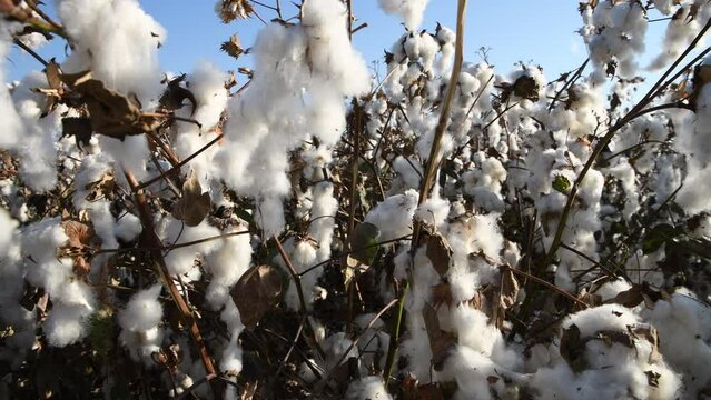 Cotton field in israel,blowing in the wind, ready for harvesting