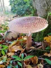 Panther vs pearl mushroom