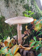 Panther vs pearl mushroom